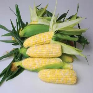 애플초당옥수수 로얄특품15-20cm 10개