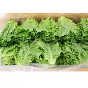 청상추 4kg1박스 자연대로팜웨이