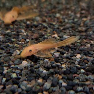 안시 롱핀 1마리 (3~4cm)_ 청소물고기 이끼청소 키우기쉬운 열대어 관상어 물고기 물생활 수족관 어항