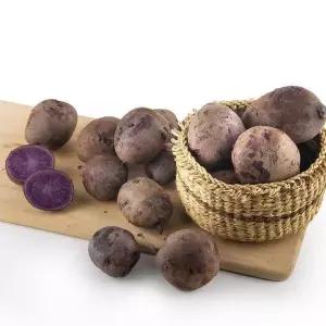 [st푸른농원][괴산농가직송]노지밭 보라색 자영감자 3kg 중소사이즈
