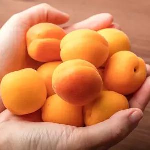 국내산 하우스 살구 1kg