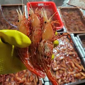 자연산 활 꽃새우 독도새우 500g(20~27미)
