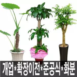 대구 서구꽃배달 서구개업화분 대형개업화분 승진 영전 취임 천사꽃배달