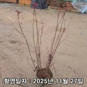 국수나무 / 타이니와인 / 7치 포트 / 개화주