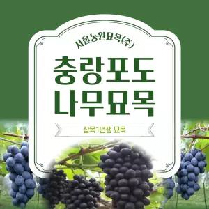 서울농원묘목/충랑 포도나무 (거봉+캠벨) 교합 삽목1년생 묘목 과실수 유실수