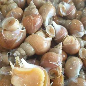 [하프클럽/오티마트]동해안 자연산 활 백골뱅이 1kg 대 (15-25미)