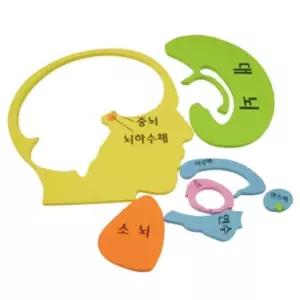 뇌과학 두뇌구조이해 뇌지도 퍼즐판 3개 인체탐구 홈스쿨링 돌봄교실 초등교과연계