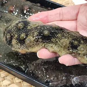 통통 참 해삼 500g(5~9미 내외)