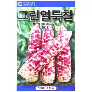 그린얼룩찰 100립 옥수수씨앗