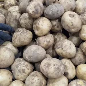 국내산 포슬 햇 감자 3kg 중 대 특
