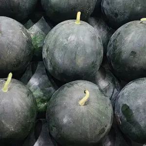 [롯데백화점]남도사랑 프리미엄 고당도 국내산 흑수박 9kg 이상
