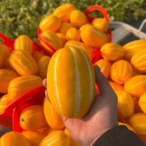 성주참외 랜덤과 5kg(5~40과 내외)
