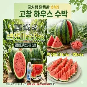 [한정특가] 산지직송 고당고 고창 수박 꿀수박 가정용 수박 5kg 내외 1개