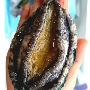 품질관리사 직영 활전복 왕특대 1kg(6~7미)