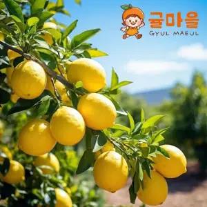 상큼한 생 레몬 중과 50과 개당 100g내외