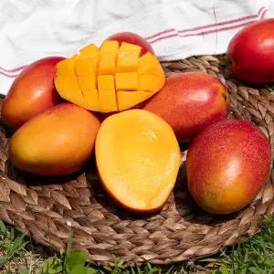 [참후레쉬] [프리미엄]대만산 애플망고 2.5kg