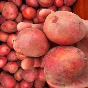 [자연의정]국내산 산지직송 햇 홍감자 (대) 5kg
