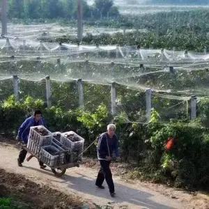 농사용그물망 텃밭 고추망 방조망 농업용 블루베리