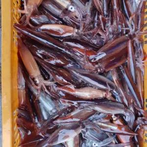 동해 활 초코 생물 오징어 1kg / 국내산 통찜용