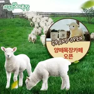 (구매후 익일사용가능)[강원]대관령 양떼목장 입장권 ~ 7월 31일/강원도/강릉가볼만한곳/평창목장/