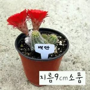 다육 손가락선인장 백단 키우기쉬운식물 백단향 선인