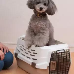 강아지 고양이 오픈형 켄넬 M 반려견 캐리어 이동장