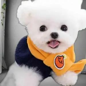 강아지옷 자몽 후리스 애견 조끼 머플러 뽀글이 반려