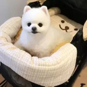 강아지 차량용 베어 카시트 애견 유모차 가드 쿠션
