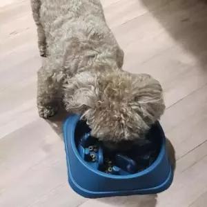 강아지 급체방지 밥그릇 고양이 애견식기 펫식기
