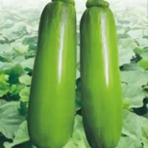 마디 위아 애호박 식용 호박 씨 채소 열매 가예 품종