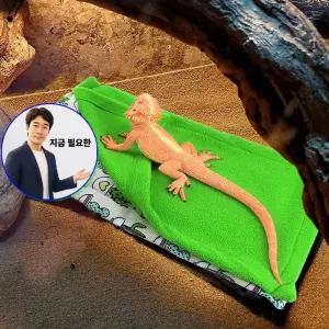 지금 필요한 색상 햄스터 침대 매트 파총류 작은 애완동물 도마뱀