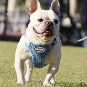 펫코미 진돗개하네스 중형견하네스 소형견 하네스 M