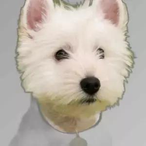 강아지 원형 팬던트 인식표 면목걸이 네임텍 XL 1P
