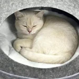고양이 발바닥형 숨숨집 돔형 고양이 은신 하우스 은신처 지퍼분리형 반폐쇄 휴식집 집 하우스 실내용
