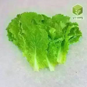 청상추(특) 4kg