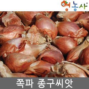 영농사 쪽파 종구 씨앗 400g 모종 종자 쪽파씨