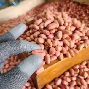 국산 생 땅콩 500g 남지땅콩 국산땅콩 창녕땅콩 햇땅콩 깐땅콩 간단한 맥주안주 집에서 술안주