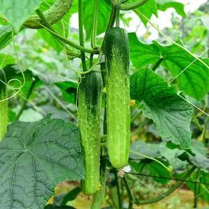 국내산 신선한 백오이 5kg