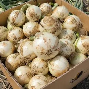 26년 단단한 무안황토 햇양파 소/미니혼합 3kg
