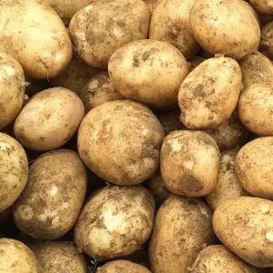 [올팜스]제철 두백감자 10kg(대왕사이즈)