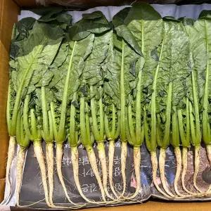 싱싱 국산 열무 3kg 어린 열무 3단 애기 열무 무청 어린무 열무김치 재료