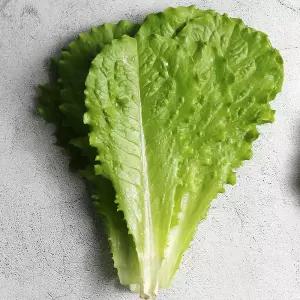 [당일수확발송] 충북 진천 로메인 상추 2kg