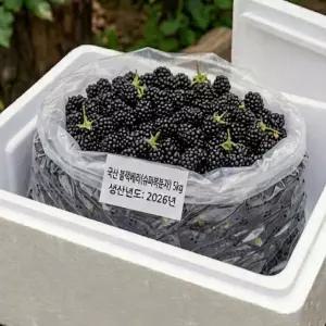 전북 고창 햇 슈퍼복분자 블랙베리 10kg 1개(총 10kg) 산딸기류 급속냉동