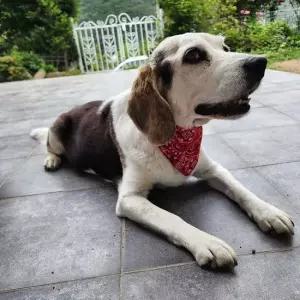 개 고양이 케이프 반다나 소형견 중형견 대형견 넥스카프 반려견