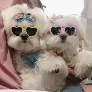 개 안경 애완 동물 심장 고양이 액세서리 강아지 사진 도구 장식 여름 파티
