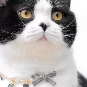 고양이 리본 진주 목걸이 반려동물 강아지 패션 악세사리