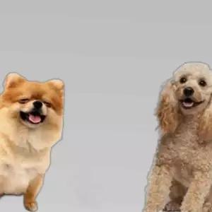 강아지 습식사료 전연령 영양밥상 치킨 오리 5개 5개