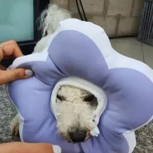 꽃피는 고양이 강아지 쿠션 넥카라 퍼플 깔대기 L