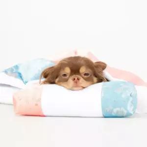 란우 강아지 별당아씨 이불 세트 고양이 침 인견 애견