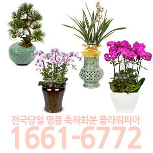 승진화분 고급관엽/동양란 개업축하/승진취임선물 대형화분